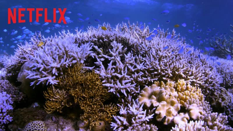 Meilleurs documentaires Netflix - Chasing Coral