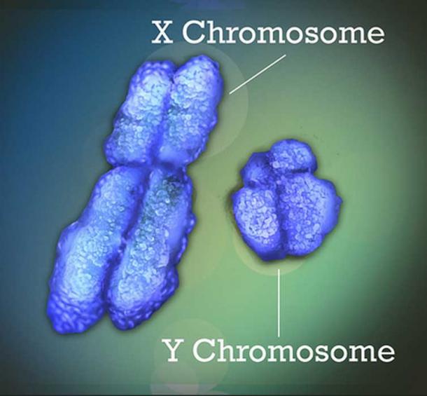 Les chromosomes X et Y, également appelés chromosomes sexuels.