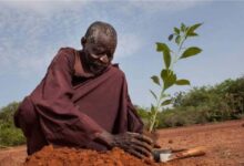 Yacouba Sawadogo planting.