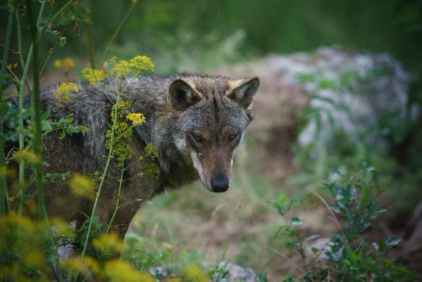 Loup italien dans le parc national des Abruzzes, Italie. (alex / Adobe Stock)
