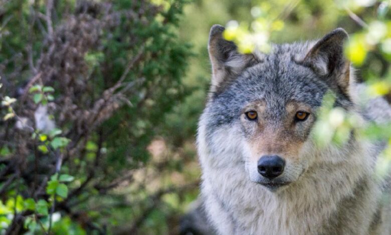 Grey wolf.   Source: Jon Anders Wiken /Adobe Stock