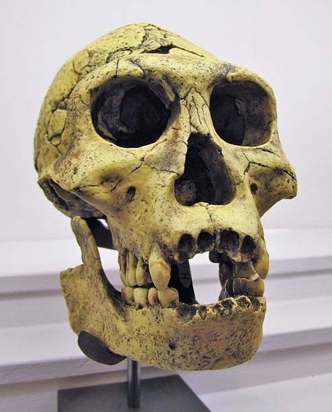 Moulage d'un crâne d'Homo Georgicus, trouvé à Dmanisi, Géorgie. 