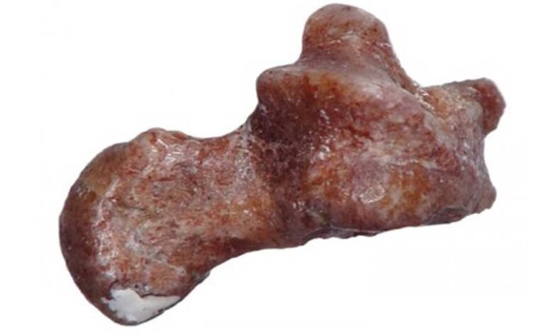 An ankle bone from 52 million years ago suggests that the earliest primates, the ancestors of humans, were great at leaping from tree to tree. Credit: Douglas Boyer, Duke University