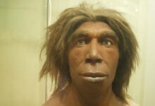 Reconstruction of what a Neanderthal may have looked like in the Museum für Naturkunde, Berlin, Germany