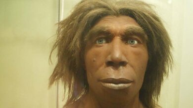 Reconstruction of what a Neanderthal may have looked like in the Museum für Naturkunde, Berlin, Germany