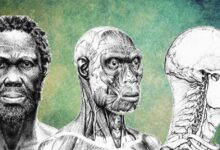 Depiction of what the ancient 'Herto Man' may have looked like. His skull dates to 160,000 years ago.