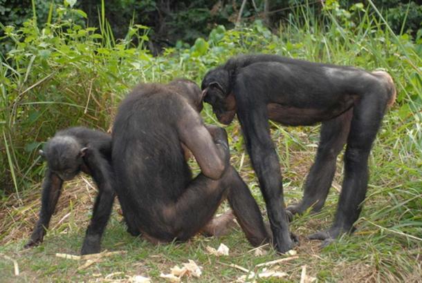 Un groupe de bonobos.