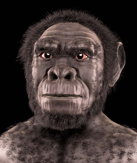 Homo habilis - Reconstruction/approximation faciale médico-légale. 