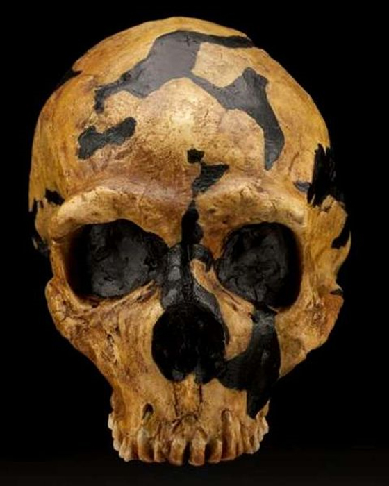Un crâne de Néandertal trouvé à l'intérieur de Shanidar.