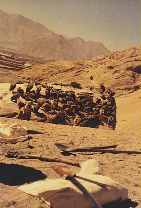 Vautours se nourrissant de la roche utilisée pour exposer les corps lors d'un enterrement dans le ciel, en dehors de Lhassa, au Tibet 