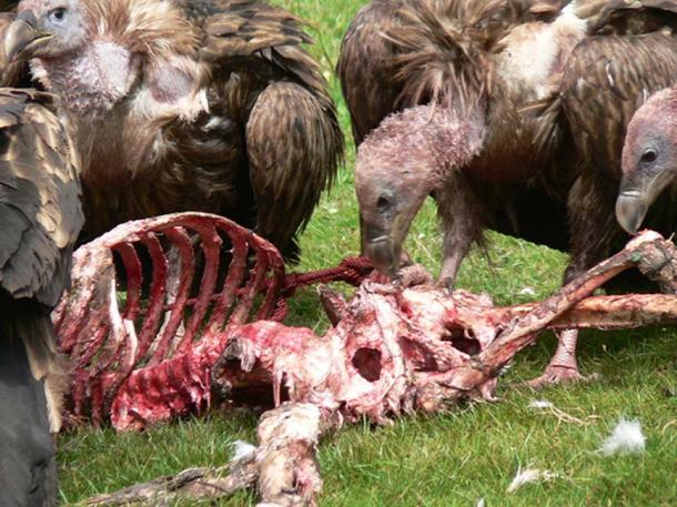Des restes de squelette pour nourrir les vautours.