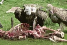 Sky Burial: Tibet’s Ancient Tradition for Honoring the Dead