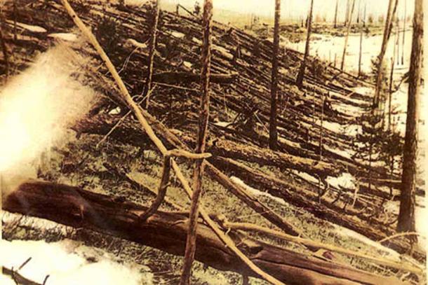 Des arbres renversés par l'explosion de la Tunguska. 