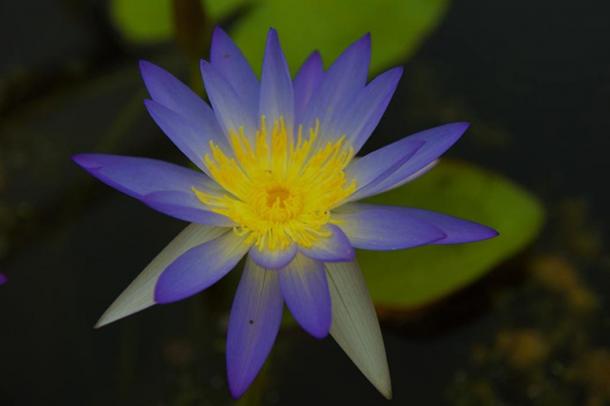Lotus bleu (Images via Liza Knox.)