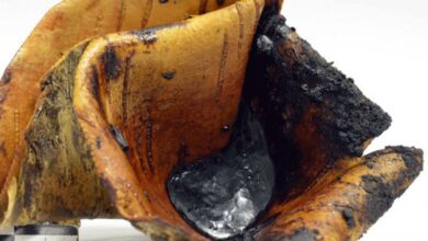 Tar collected in a birch bark container from the pit roll experiment, a technique which uses glowing embers placed over a roll of bark in a small pit.