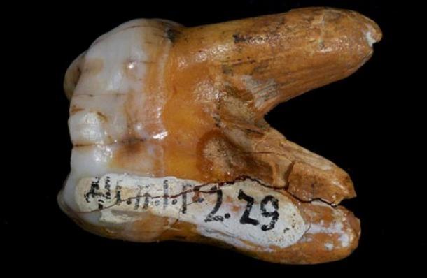 En 2010, l'analyse d'une molaire supérieure d'un jeune adulte a révélé qu'elle provenait d'un Denisovan.