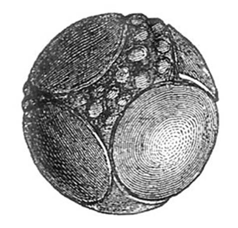 Figure 15. Sphère de pierre découverte à Lochnagar