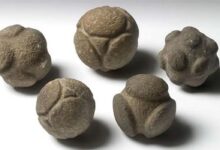 Five carved stone spheres from Scotland held at the Ashmolean Museum