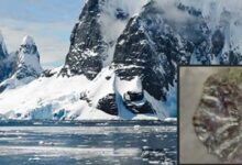 Craggy mountain landscape in Antarctica (Public Domain). Insert: Hominin image Figure 2(a). (Author provided)