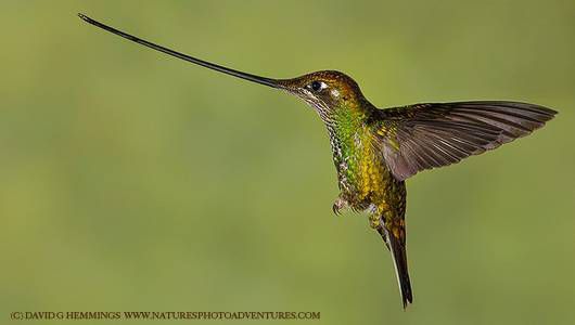 17 étranges et belles espèces de colibris