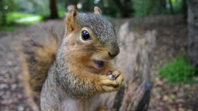 18 faits surprenants sur les écureuils