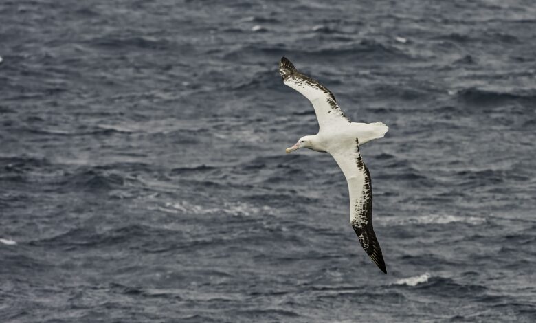 8 faits étonnants sur les albatros