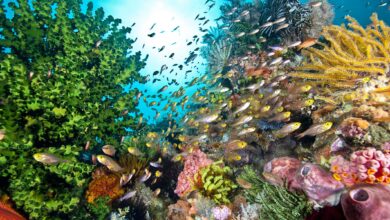 9 Créatures dangereuses des récifs coralliens