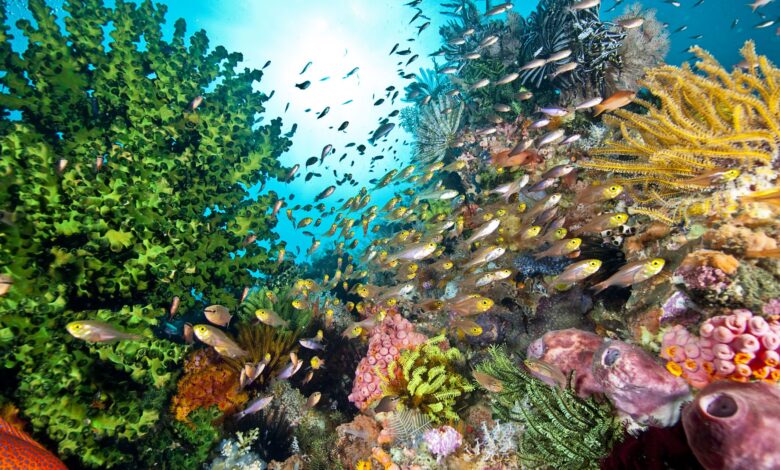 9 Créatures dangereuses des récifs coralliens