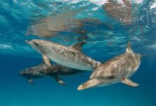 9 Faits étonnants sur les dauphins