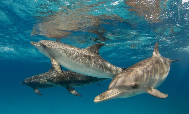 9 Faits étonnants sur les dauphins