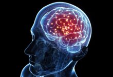 Anatomie du cerveau : Structures et leur fonction