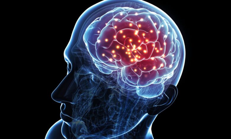 Anatomie du cerveau : Structures et leur fonction