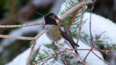 Comment aider les colibris en hiver