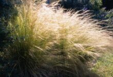 Comment cultiver et entretenir l'herbe à plumes mexicaine