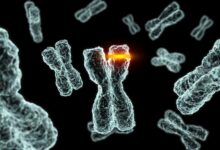 Comment les mutations chromosomiques se produisent