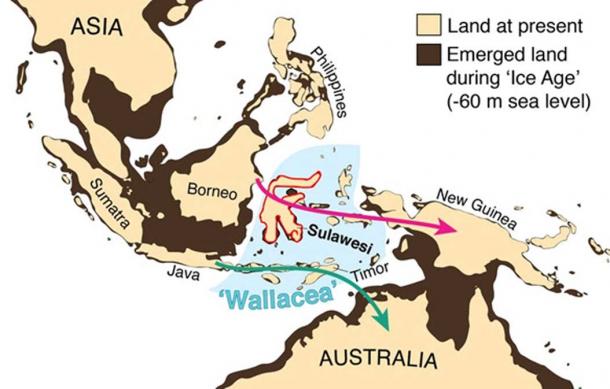 L'aspect de notre région pendant la période glaciaire. La baisse du niveau de la mer a permis de franchir la barrière océanique qui sépare aujourd'hui l'Australie de la Nouvelle-Guinée et de relier entre elles et avec le continent adjacent de nombreuses îles d'Asie du Sud-Est, à l'exception des îles de Wallacea, qui sont toujours restées séparées. Les flèches montrent comment les ancêtres des Aborigènes ont pu arriver en Australie il y a 65 000 ans. Adam Brumm, auteur, a fourni