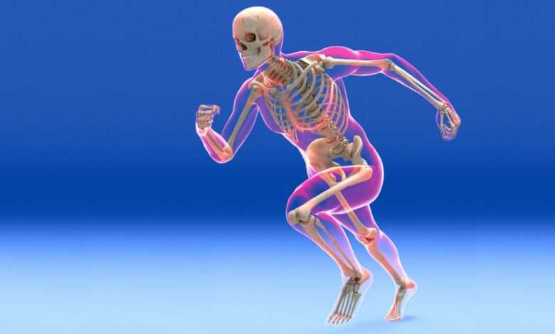 Fonction et composants du système squelettique