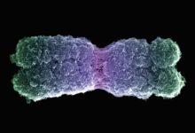 Fonction et mutation des chromosomes