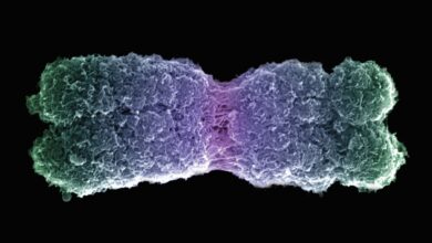 Fonction et mutation des chromosomes