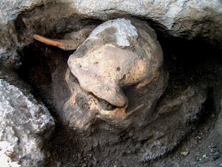 Le crâne de l'Homo précoce de Dmanisi