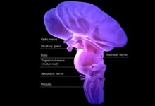 La fonction et l'emplacement du tronc cérébral