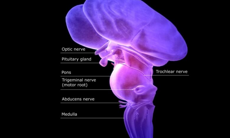 La fonction et l'emplacement du tronc cérébral