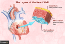 Les 3 couches du mur du coeur
