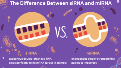 Les différences entre siRNA et miRNA