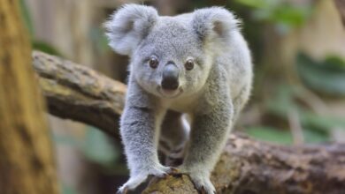Les koalas sont-ils en danger ?