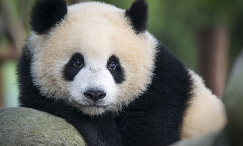 Les pandas géants sont-ils en danger ?