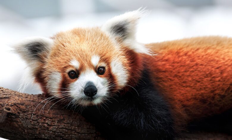 Les pandas rouges sont en fait deux espèces distinctes