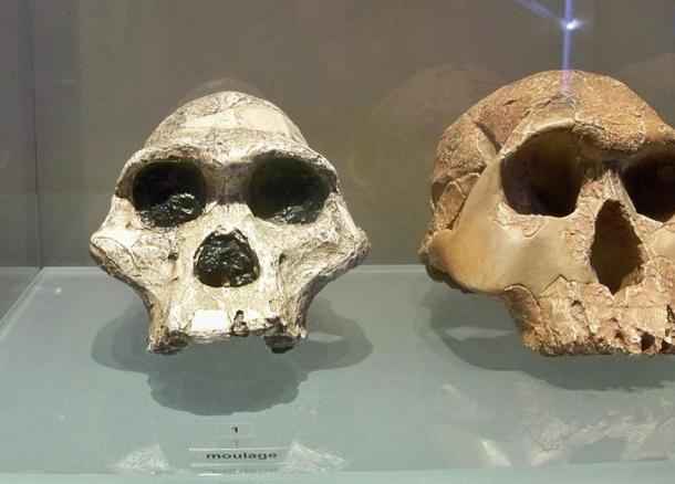 Fossiles d'Australopithecus
