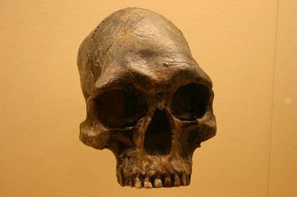 Homo sapiens de 13000 à 9000 ans. Musée d'histoire naturelle du Smithsonian