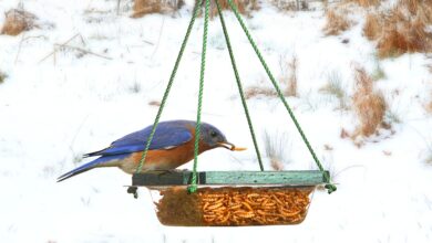 Nourrir les oiseaux bleus pourrait les aider de façon surprenante